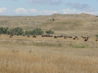 Badlands bison